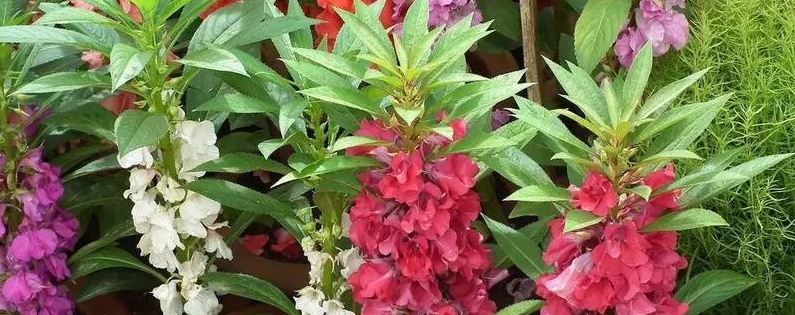 种植凤仙花的注意事项