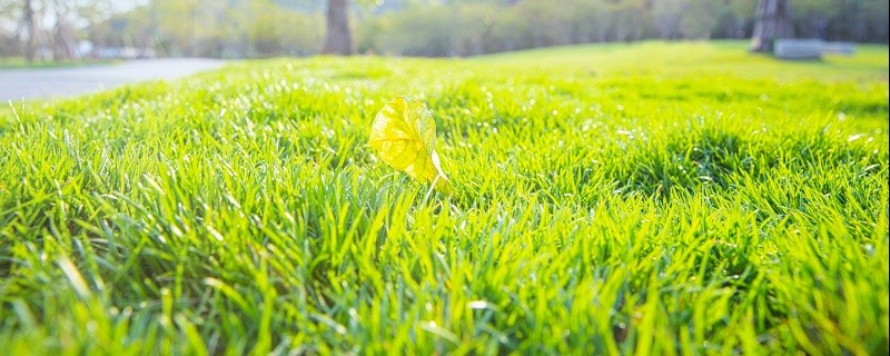 春分种植的注意事项