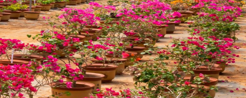 种植花种的注意事项