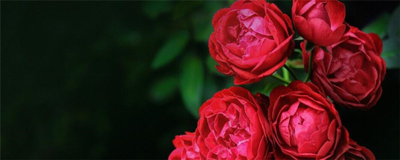 植物种植需注意事项