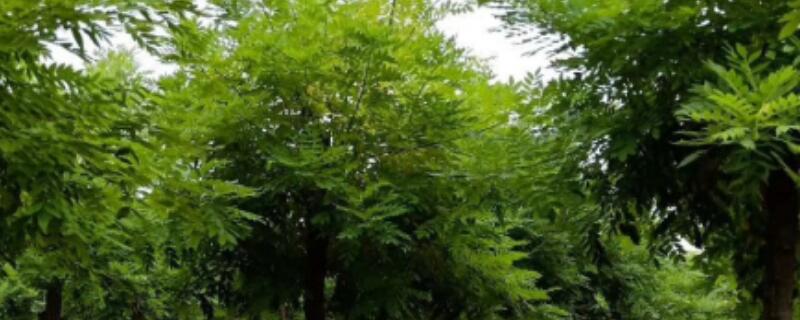 金叶槐什么时候嫁接