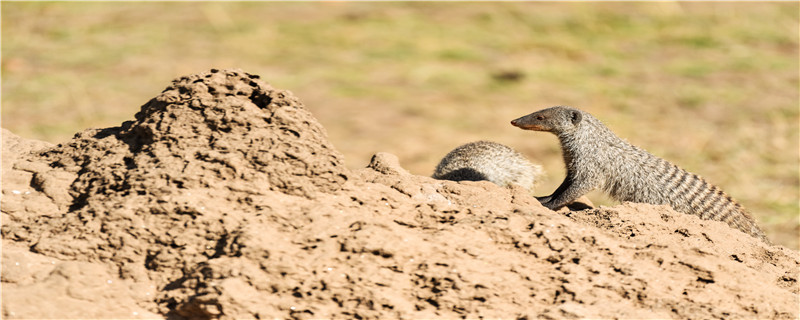 猫鼬是什么科动物