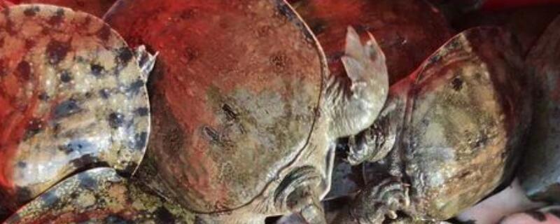 甲鱼怎么分公母