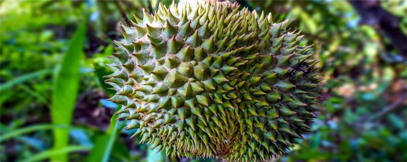 榴莲长在哪里