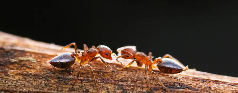 杀蚂蚁用什么杀虫剂