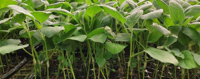 茄子苗种植后注意事项