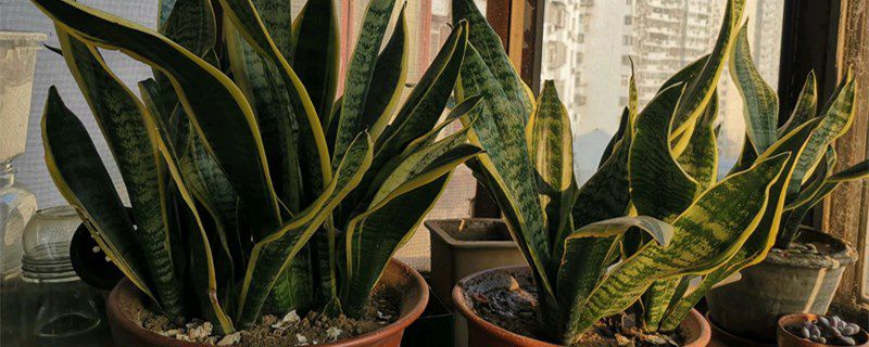 虎皮兰多久浇一次水好