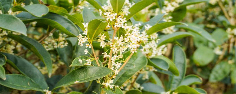 北方桂花种植注意事项