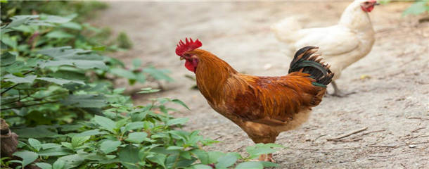 山地养殖什么好