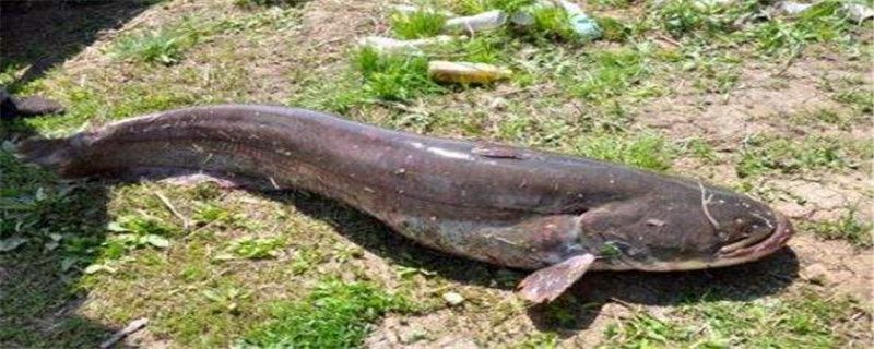 怀头鱼和鲶鱼的区别