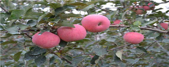 苹果种子催芽方法