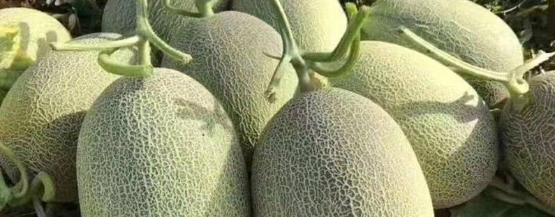 种植哈密瓜注意事项