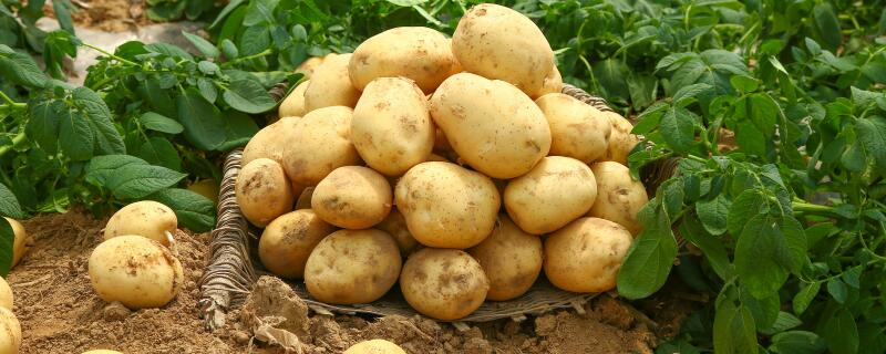 怎么给土豆施肥