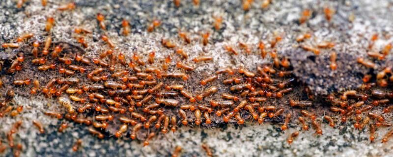 灭白蚁用什么农药