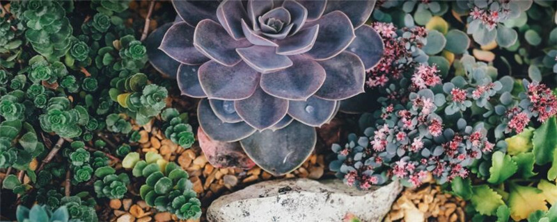 多肉种植后的注意事项