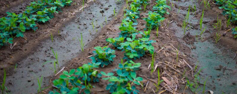 花生苗前除草剂有几种