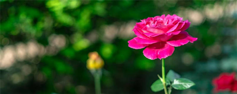 玫瑰花生长在哪里