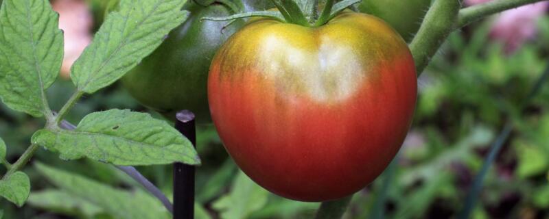 番茄树种植技术