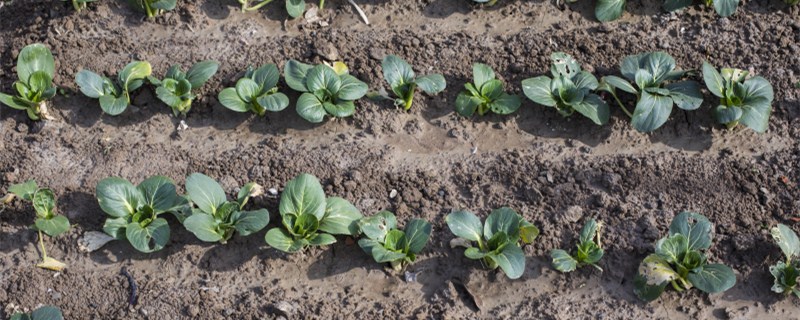 青菜长虫用什么农药