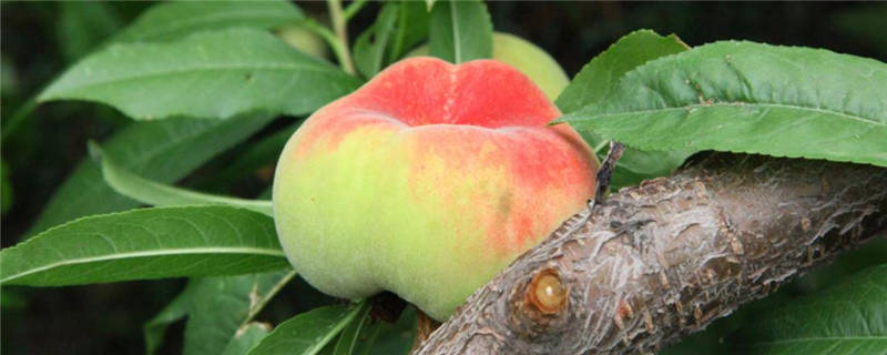 蟠桃为什么种植很少