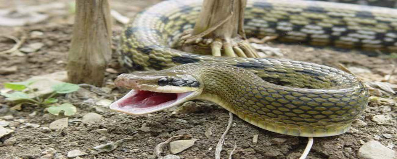 蛇怎么样过冬