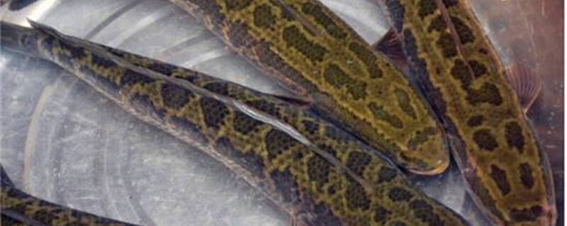 黑鱼的养殖周期