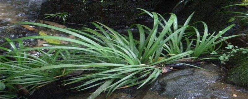 石菖蒲种植注意事项