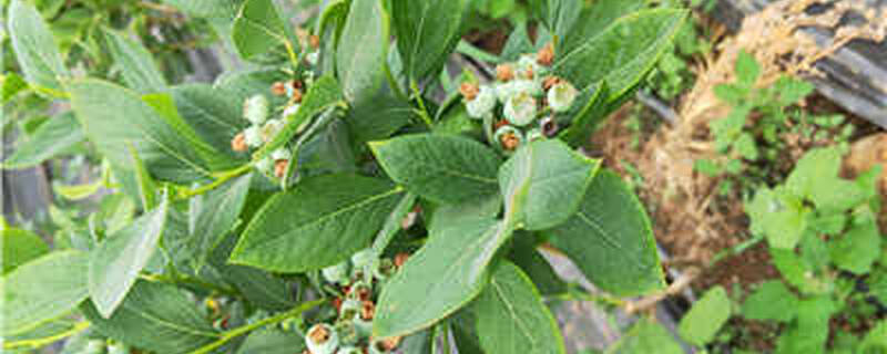 蓝莓的种植方法与管理