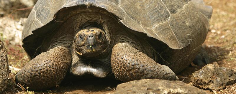 大苏卡达怎么过冬