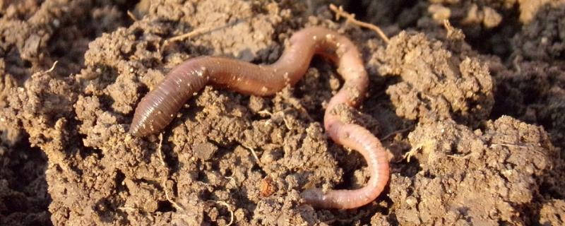 用什么农药能杀死蚯蚓
