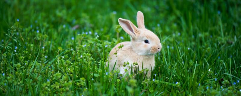 小兔怎么过冬的