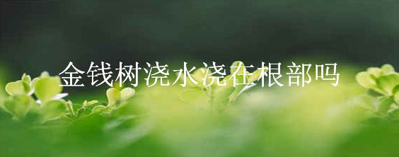 金钱树浇水浇在根部吗