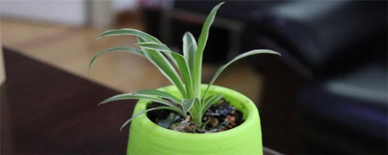 种植吊兰的注意事项