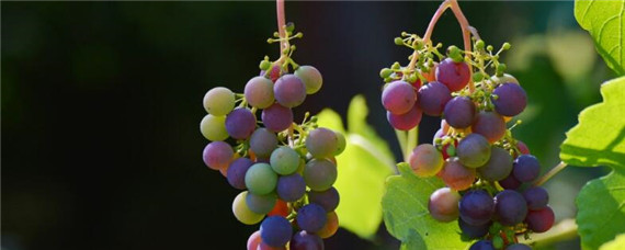 葡萄日灼病怎么办