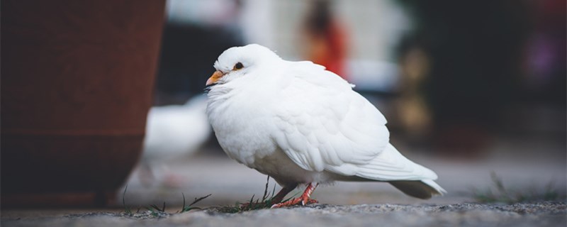 鸽子食欲下降几大因素