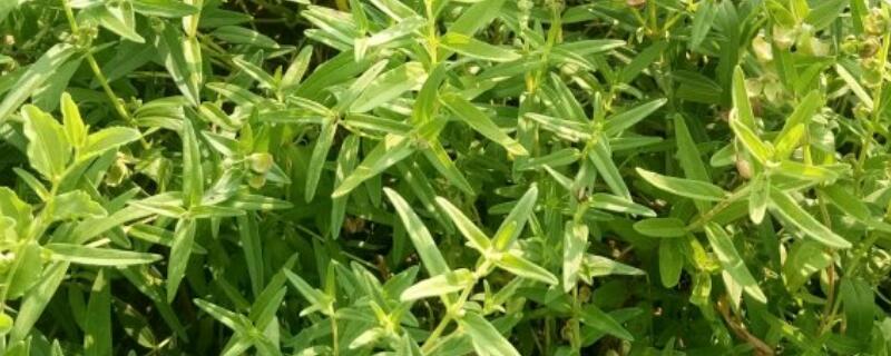 种植黄芩的注意事项