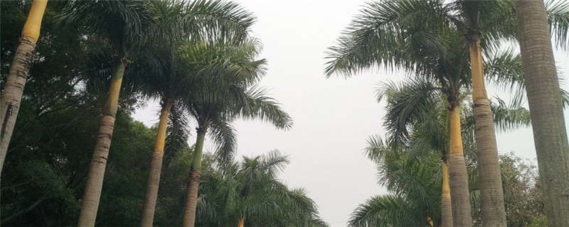 大王椰是什么树
