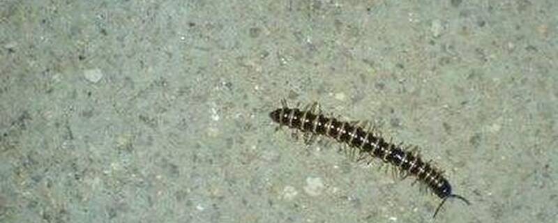 闷棒虫防治用什么药