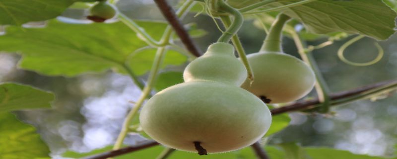 葫芦什么时候成熟