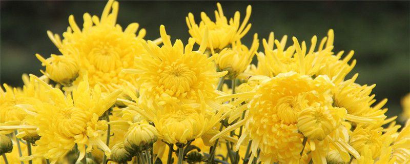 秋菊花的特点和作用