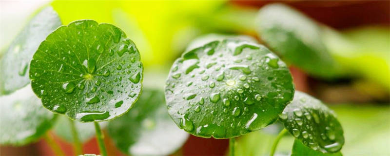 水培铜钱草怎么过冬