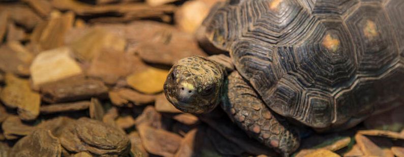 乌龟怕什么气味