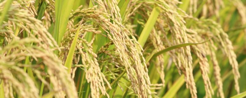 水稻种植气候条件