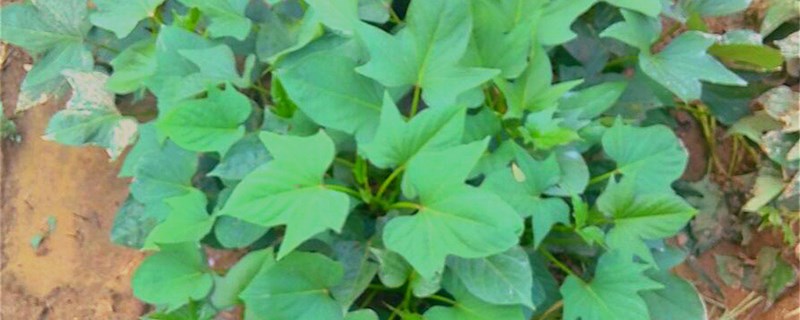 红薯叶怎么种