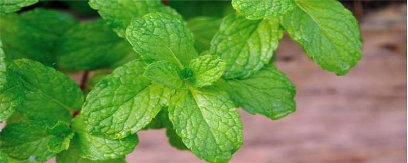 四川鱼香草是什么植物