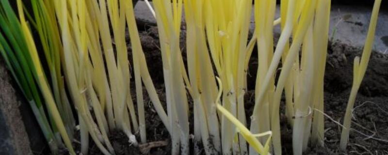 韭黄怎么施肥