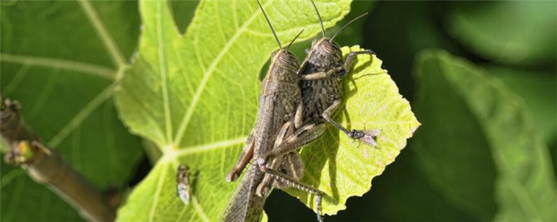 蚂蚱怕什么气味和东西