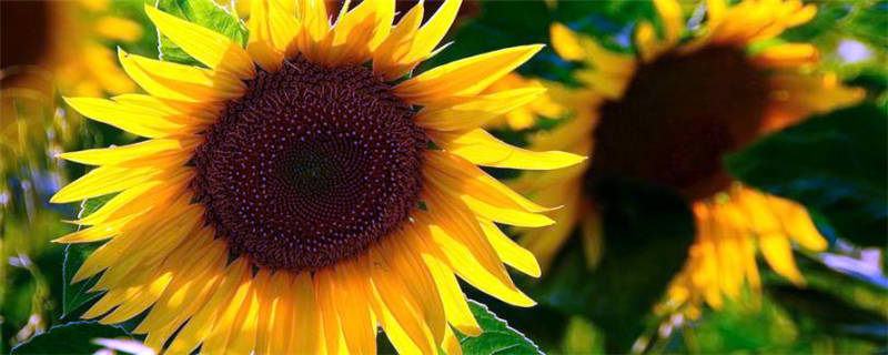 松叶牡丹什么时候播种