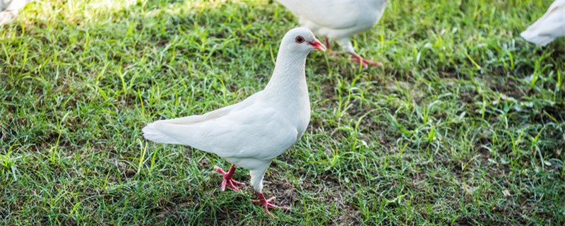 鸽子用药过量的症状