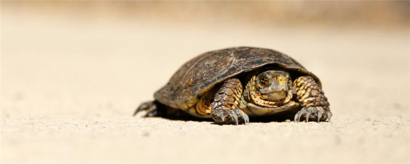 乌龟冬眠怎么过冬